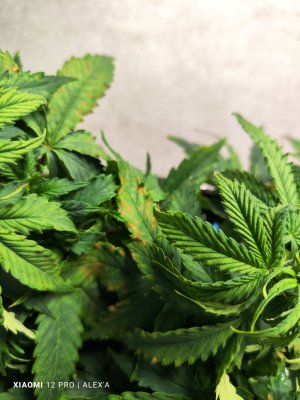 IMG_20230525_181843.jpg IMG_20230525_181843.jpg