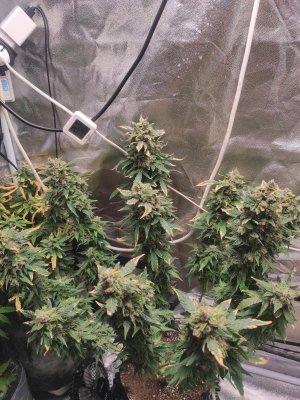 2023-05-28-12-46-42-315.jpg 2023-05-28-12-46-42-315.jpg