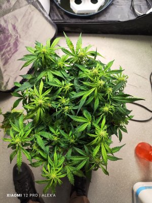 IMG_20230529_140729.jpg IMG_20230529_140729.jpg