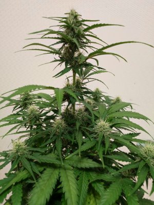 IMG_20230529_205711.jpg IMG_20230529_205711.jpg