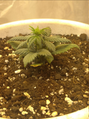 1685902155602.png 1685902155602.png