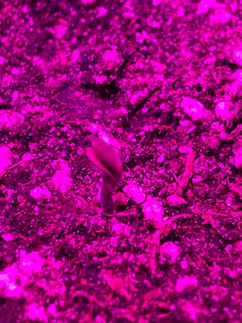 IMG_20230605_074238_219.jpg IMG_20230605_074238_219.jpg