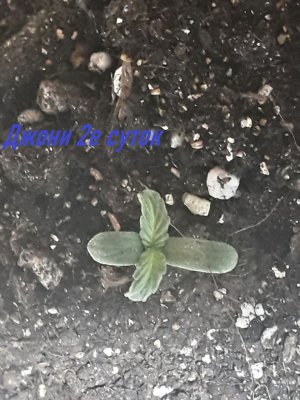 photo_2023-06-07_18-28-59.jpg photo_2023-06-07_18-28-59.jpg