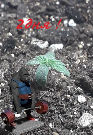 Без имени.jpg Без имени.jpg