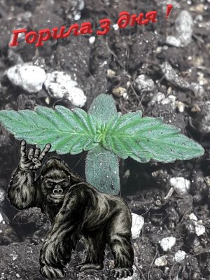 Без имени.jpg Без имени.jpg