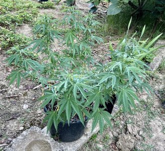 DC774B68-3D22-4EDA-BF6C-5BD0593C2573.jpeg DC774B68-3D22-4EDA-BF6C-5BD0593C2573.jpeg