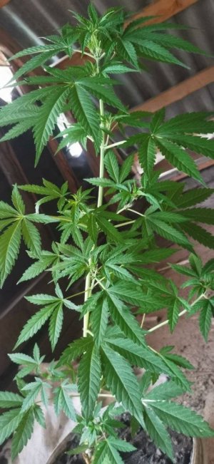 photo_5206705123009611341_y.jpg photo_5206705123009611341_y.jpg