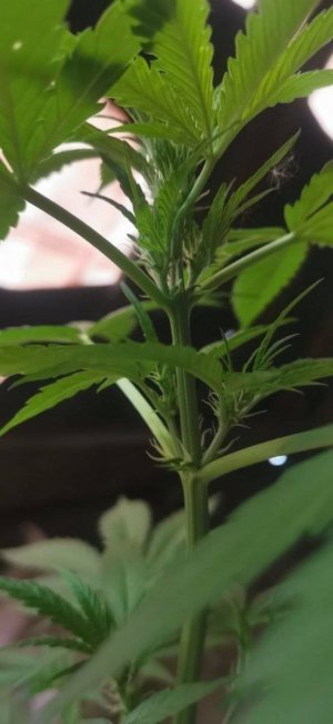 photo_5206705123009611342_y.jpg photo_5206705123009611342_y.jpg