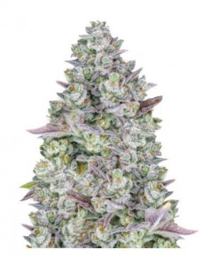 Gorilla Cookies Auto.jpg Gorilla Cookies Auto.jpg