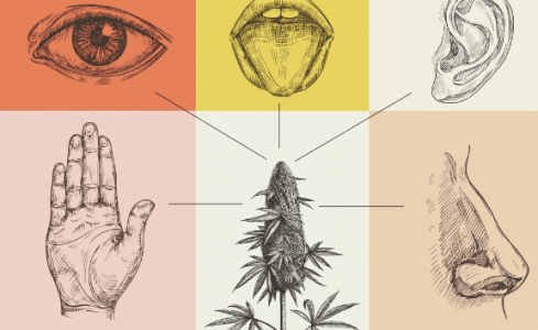 Влияние конопли на органы чувств Влияние конопли на органы чувств