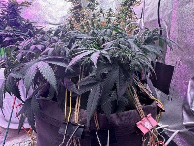 1E73002E-1BB0-4106-A9D0-2D814FB82DFA.jpeg 1E73002E-1BB0-4106-A9D0-2D814FB82DFA.jpeg