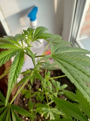 16870906615337433014900392371224.jpg 16870906615337433014900392371224.jpg