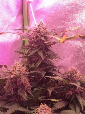 8B5050E2-0978-470E-904E-D4F1EEECC3E3.jpeg 8B5050E2-0978-470E-904E-D4F1EEECC3E3.jpeg