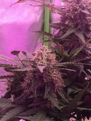 78DB2C67-1954-47FD-9B0B-49690887B1C7.jpeg 78DB2C67-1954-47FD-9B0B-49690887B1C7.jpeg