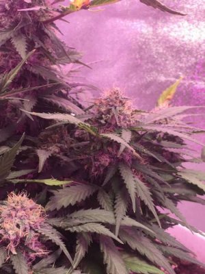 DAF9E4AC-815E-48C1-9AFE-F4C5470F1A63.jpeg DAF9E4AC-815E-48C1-9AFE-F4C5470F1A63.jpeg