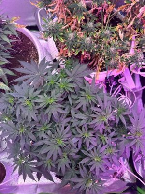 AC12945E-06DA-4B88-A30A-1453BDAECEE6.jpeg AC12945E-06DA-4B88-A30A-1453BDAECEE6.jpeg