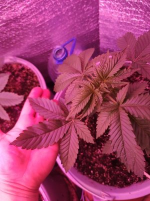 1687198516370..jpg 1687198516370..jpg