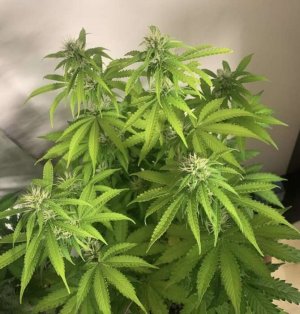 EE317AA1-9A22-43D8-B766-A5A2C3778FBA.jpeg EE317AA1-9A22-43D8-B766-A5A2C3778FBA.jpeg