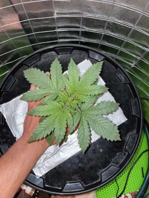 IMG_0682.JPG IMG_0682.JPG