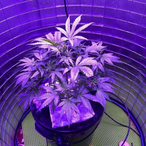 IMG_0772.jpg IMG_0772.jpg