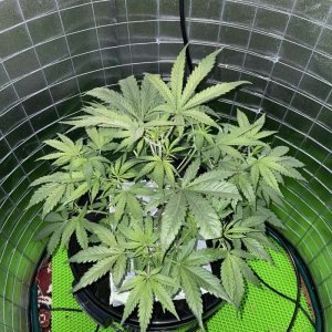 IMG_0775.jpg IMG_0775.jpg