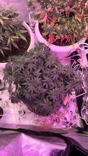 496DD9E0-C480-4EC1-8A6C-F5F6CFC6E278.jpeg 496DD9E0-C480-4EC1-8A6C-F5F6CFC6E278.jpeg