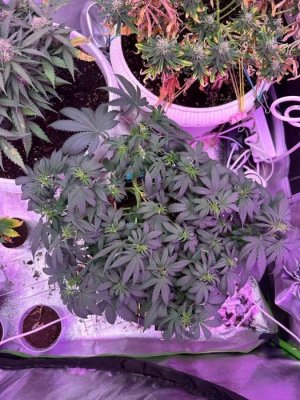 7C365E2C-AA60-4157-9AA3-A1C43BAA9773.jpeg 7C365E2C-AA60-4157-9AA3-A1C43BAA9773.jpeg