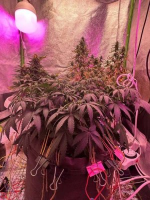 E3A2D86A-F775-42DC-9715-66D397F0FD4A.jpeg E3A2D86A-F775-42DC-9715-66D397F0FD4A.jpeg