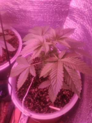 1687328382320..jpg 1687328382320..jpg