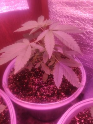 1687328423329..jpg 1687328423329..jpg