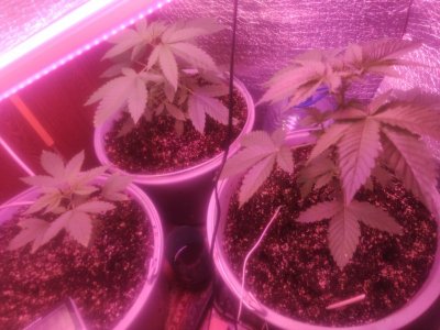 1687328457408..jpg 1687328457408..jpg