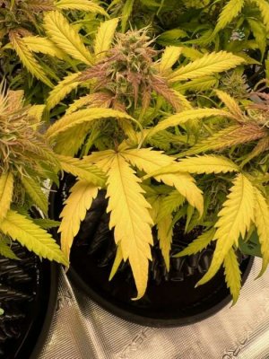 D3D5A4A9-1BBF-46B6-87E5-9D9FA882C5C6.jpeg D3D5A4A9-1BBF-46B6-87E5-9D9FA882C5C6.jpeg