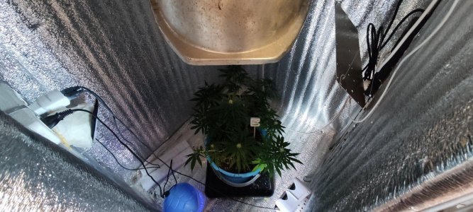 IMG_20230621_154037.jpg IMG_20230621_154037.jpg