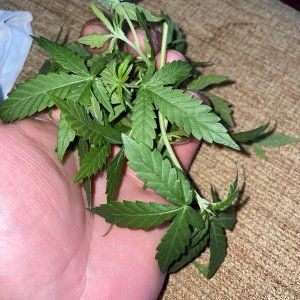 IMG_0786.jpg IMG_0786.jpg