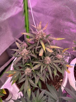 F3BC6342-959A-45A2-9292-907B14C56F70.jpeg F3BC6342-959A-45A2-9292-907B14C56F70.jpeg