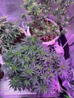 0BB29F5B-64FD-4FDB-BBF3-88610AA6E41D.jpeg 0BB29F5B-64FD-4FDB-BBF3-88610AA6E41D.jpeg