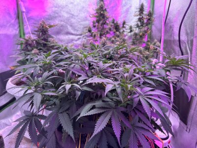 9CCA969E-CE1C-4BC6-A127-88DD01B88B4C.jpeg 9CCA969E-CE1C-4BC6-A127-88DD01B88B4C.jpeg