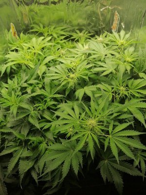 1687505672229.jpg 1687505672229.jpg