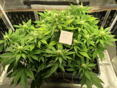 69(24).jpg 69(24).jpg