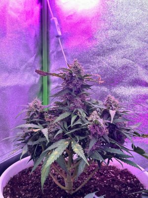 917F2772-02E8-4F2B-A38E-A5ED696809CE.jpeg 917F2772-02E8-4F2B-A38E-A5ED696809CE.jpeg