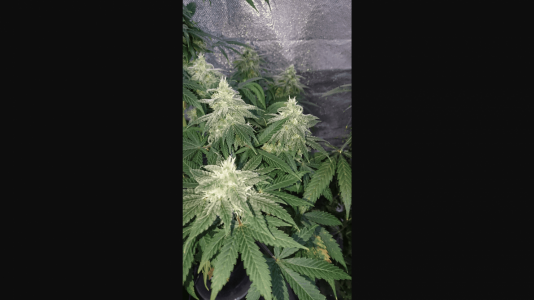 1687704838388.png 1687704838388.png