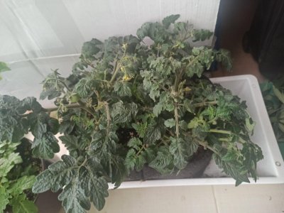 IMG_20230624_121540.jpg IMG_20230624_121540.jpg