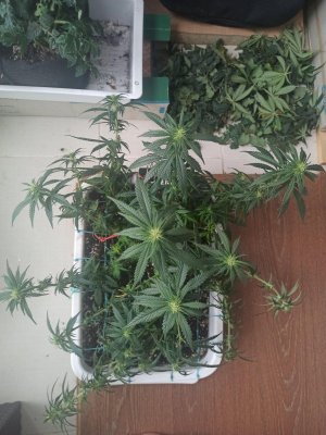 IMG_20230624_121617.jpg IMG_20230624_121617.jpg