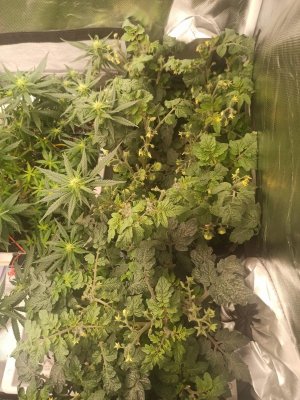 IMG_20230625_222420.jpg IMG_20230625_222420.jpg