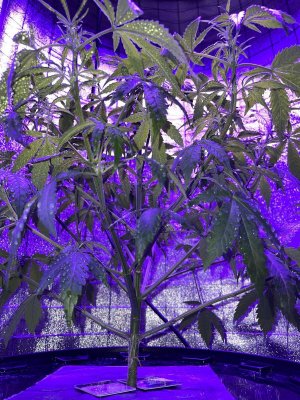 319C20FB-D513-4392-8F15-55880102389C.jpeg 319C20FB-D513-4392-8F15-55880102389C.jpeg