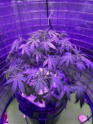 FB9D3F35-39AD-4B75-AE6F-DFBA504BD5A7.jpeg FB9D3F35-39AD-4B75-AE6F-DFBA504BD5A7.jpeg