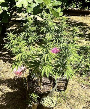 9A71F03E-B696-4E38-953D-0D654990959A.jpeg 9A71F03E-B696-4E38-953D-0D654990959A.jpeg