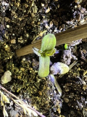 A9A9B25A-2607-4EE5-8E36-E28F417D388A.jpeg A9A9B25A-2607-4EE5-8E36-E28F417D388A.jpeg