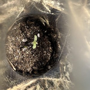 05F20822-02FF-426E-BD2B-9C497D31822A.jpeg 05F20822-02FF-426E-BD2B-9C497D31822A.jpeg