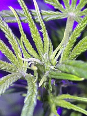 IMG_0830.JPG IMG_0830.JPG